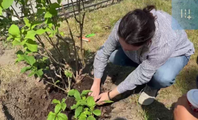 На улице Ленина начали высаживать сирень