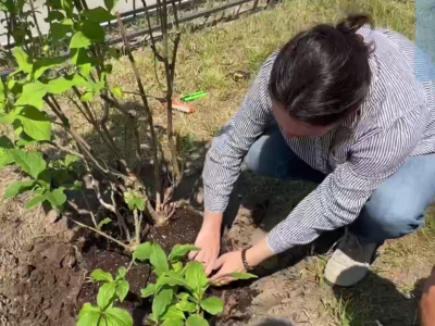 На улице Ленина начали высаживать сирень