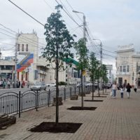 Улица Ленина стала зеленее