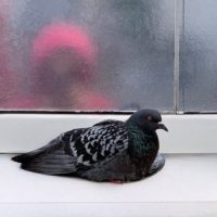 В Калугу на смену солнечным дням пришел дождь