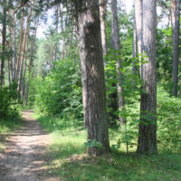 Под сенью сосен вековых