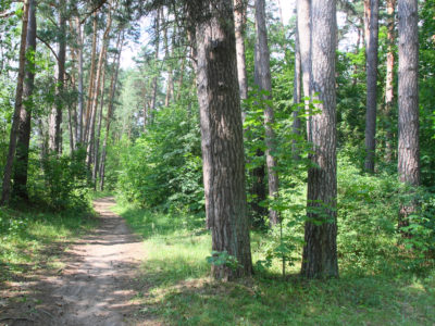 Под сенью сосен вековых Под сенью сосен вековых