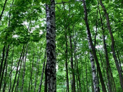 Погода в Калуге