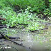 «Калужские засеки» показали дятлов на водопое