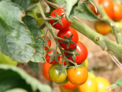 Урожаю быть! Урожаю быть!