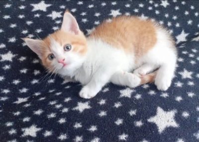 8 августа — Всемирный день кошек