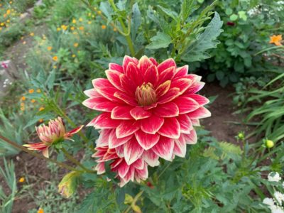 Тепло и без осадков