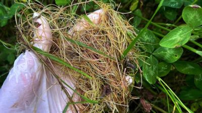 В Калужской области установлен карантин по повилике В Калужской области установлен карантин по повилике