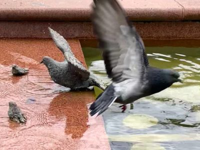 Пасмурная погода