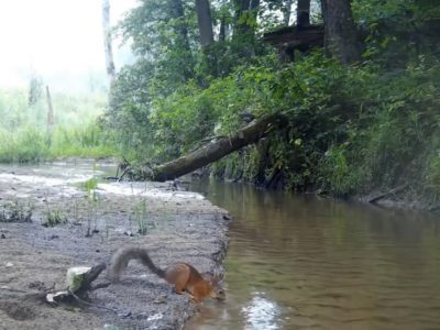 В калужском лесу запечатлели животных у реки
