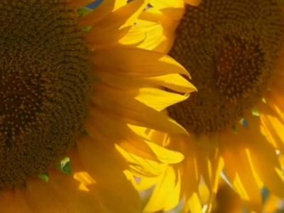 Калужская область демонстрирует взрывной рост экспорта масложировой продукции Калужская область демонстрирует взрывной рост экспорта масложировой продукции