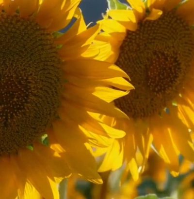 Калужская область демонстрирует взрывной рост экспорта масложировой продукции Калужская область демонстрирует взрывной рост экспорта масложировой продукции