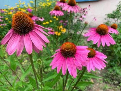 В Калуге без осадков