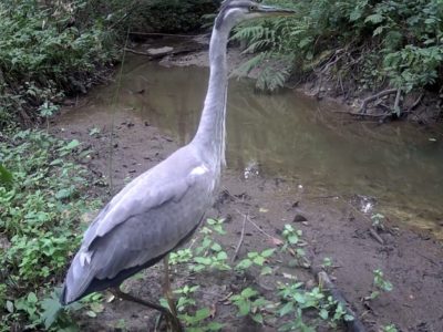 В калужском лесу запечатлели серую цаплю
