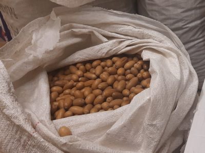 В Калужской области открылся сезон сбора желудей В Калужской области открылся сезон сбора желудей