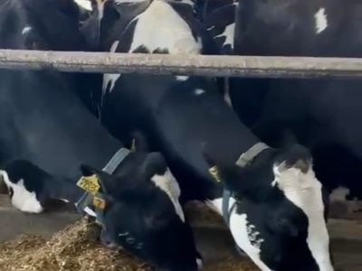 В Калужской области производство молока увеличилось почти на 7 % В Калужской области производство молока увеличилось почти на 7 %