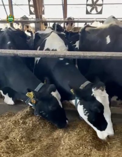 В Калужской области производство молока увеличилось почти на 7 % В Калужской области производство молока увеличилось почти на 7 %