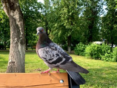 Солнечно и без дождя Солнечно и без дождя