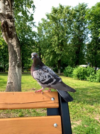 Солнечно и без дождя