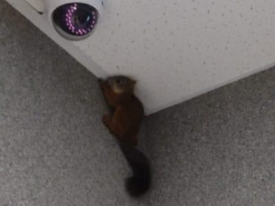 Бельчонок пришел в гости к врачам и не нашел дорогу домой