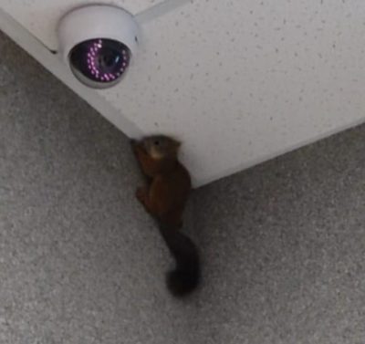 Бельчонок пришел в гости к врачам и не нашел дорогу домой