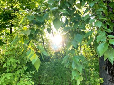 Сохраним природу вместе