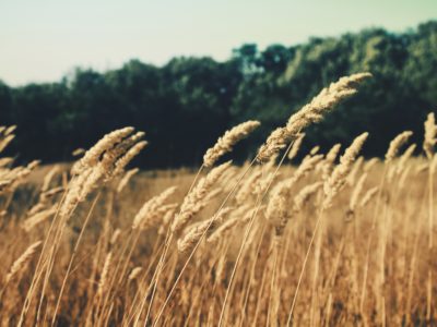 В Калужской области убрано почти 80% посевов зерновых культур