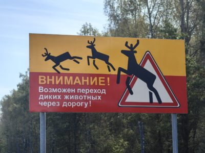 Калужская область на втором месте по авариям с дикими животными Калужская область на втором месте по авариям с дикими животными