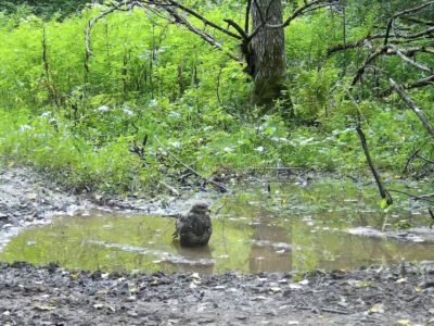 В калужском лесу канюк медленно и со вкусом принимает ванну
