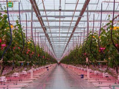 Калужская область в числе лидеров тепличного овощеводства