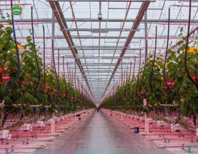 Калужская область в числе лидеров тепличного овощеводства