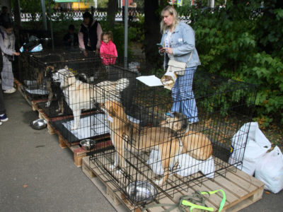 Шесть питомцев обрели новый дом на ярмарке «Найди друга»