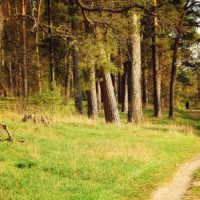 Минприроды позвало калужан в бор на субботник