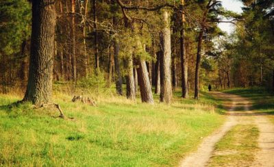 Минприроды позвало калужан в бор на субботник