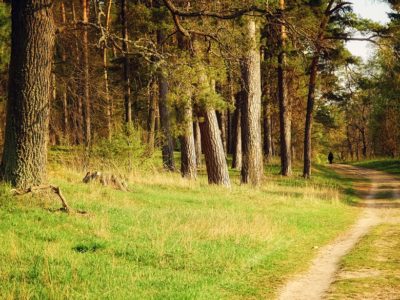 Минприроды позвало калужан в бор на субботник