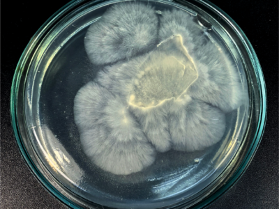 Искусственный интеллект помог калужским ученым ускорить рост грибов Искусственный интеллект помог калужским ученым ускорить рост грибов