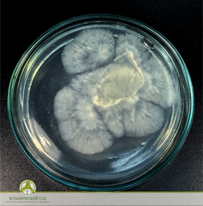 Искусственный интеллект помог калужским ученым ускорить рост грибов