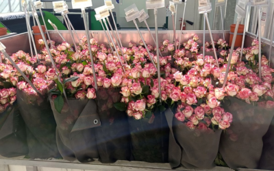 В Калуге отправили на экспорт 2,5 миллиона цветов В Калуге отправили на экспорт 2,5 миллиона цветов