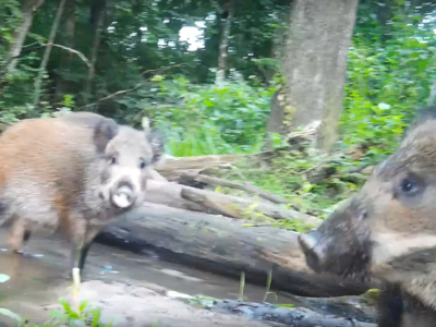 Кабан снял «семейное видео» в заповеднике «Калужские засеки»