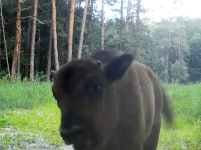 В калужском лесу запечатлели малыша-зубрёнка