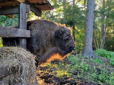Нацпарк «Угра» получил грант Президентского фонда природы