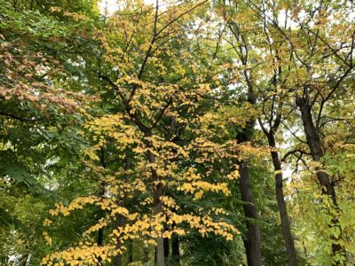 Облачная погода