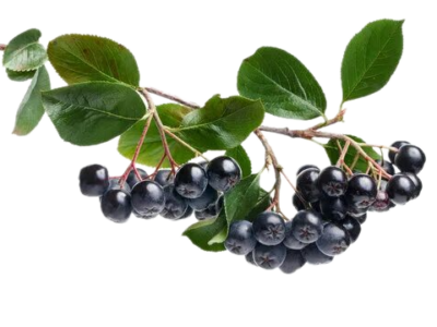 Ягода долголетия