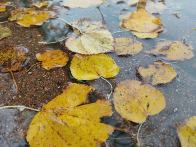 Калуге пасмурно и дождливо 