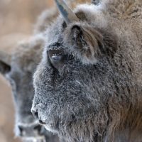 Два зубра поселились в калужском нацпарке «Угра» Два зубра поселились в калужском нацпарке «Угра»