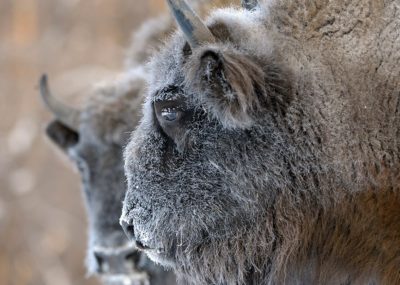 Калужским зубрам соберут деньги на овес