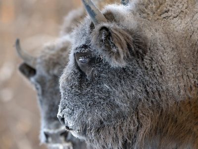 Калужским зубрам соберут деньги на овес