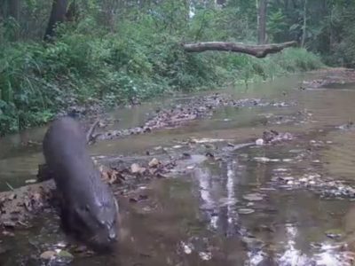 Выдра попалась в фотоловушку заповедника «Калужские засеки»