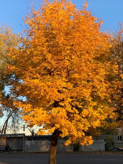 Погода в Калуге