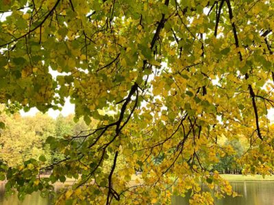 Погода в Калуге